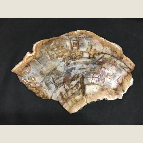 Large Slice of Petrified Wood