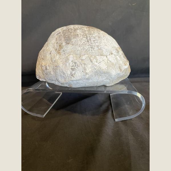 Pre-Historic Fossilized Turtle