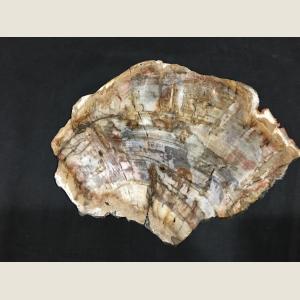 Click here to go to the Large Slice of Petrified Wood page