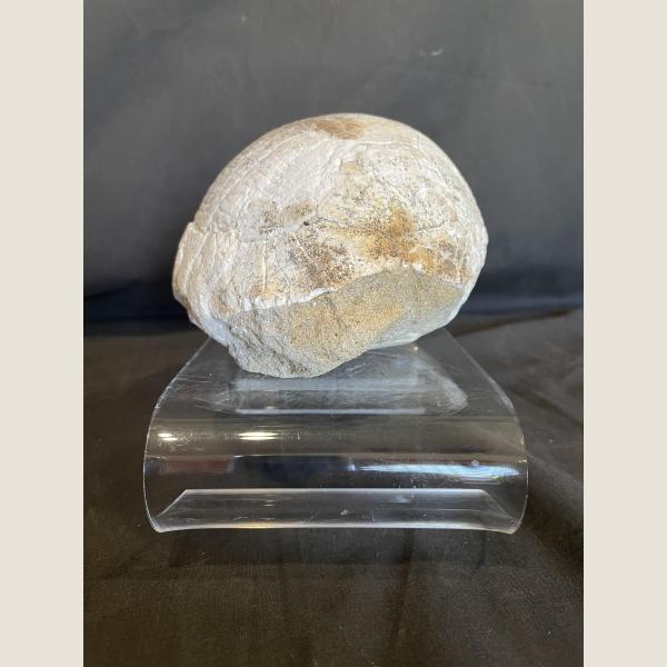 Pre-Historic Fossilized Turtle