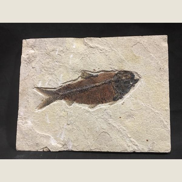 Pre-Historic Fish Fossil