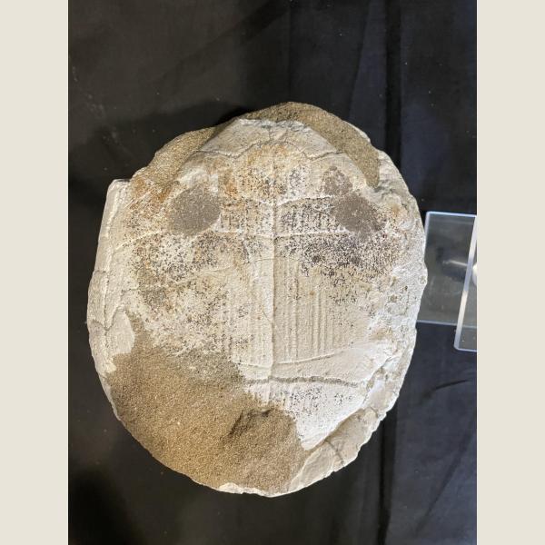 Prehistoric Fossilized Turtle 