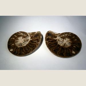 Click here to go to the Pre-Historic Ammonite Fossil page