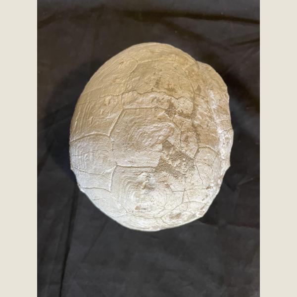 Prehistoric Fossilized Turtle 