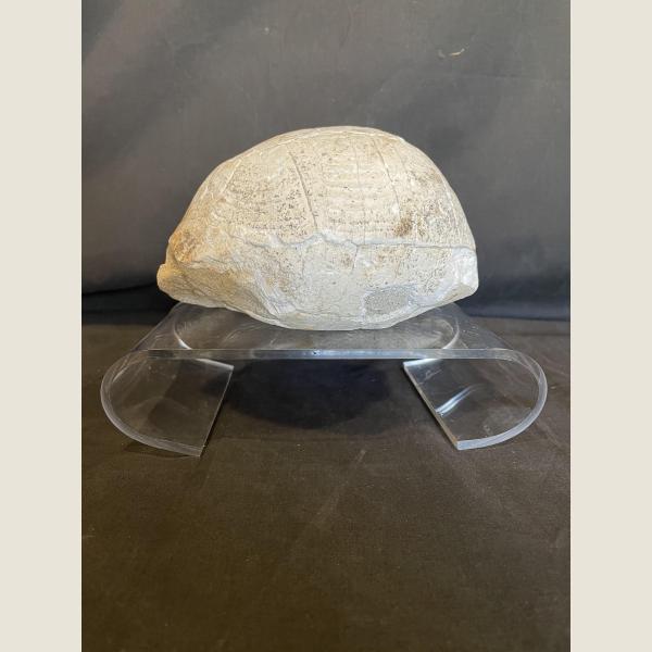 Pre-Historic Fossilized Turtle